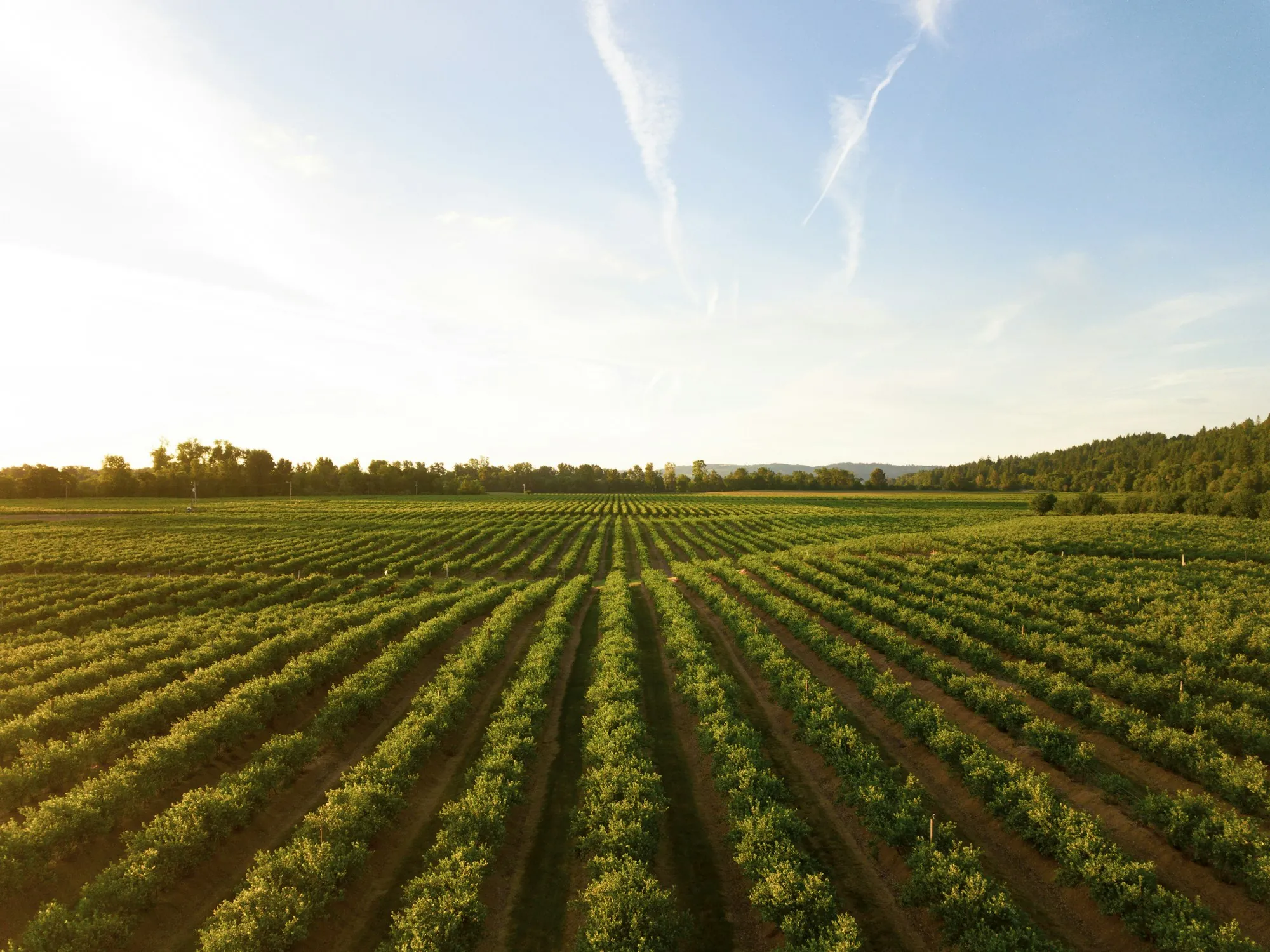 Long rows of young crops in a farm field, the kind of irrigated farmland buyers check for water rights and wells near Arvin, California