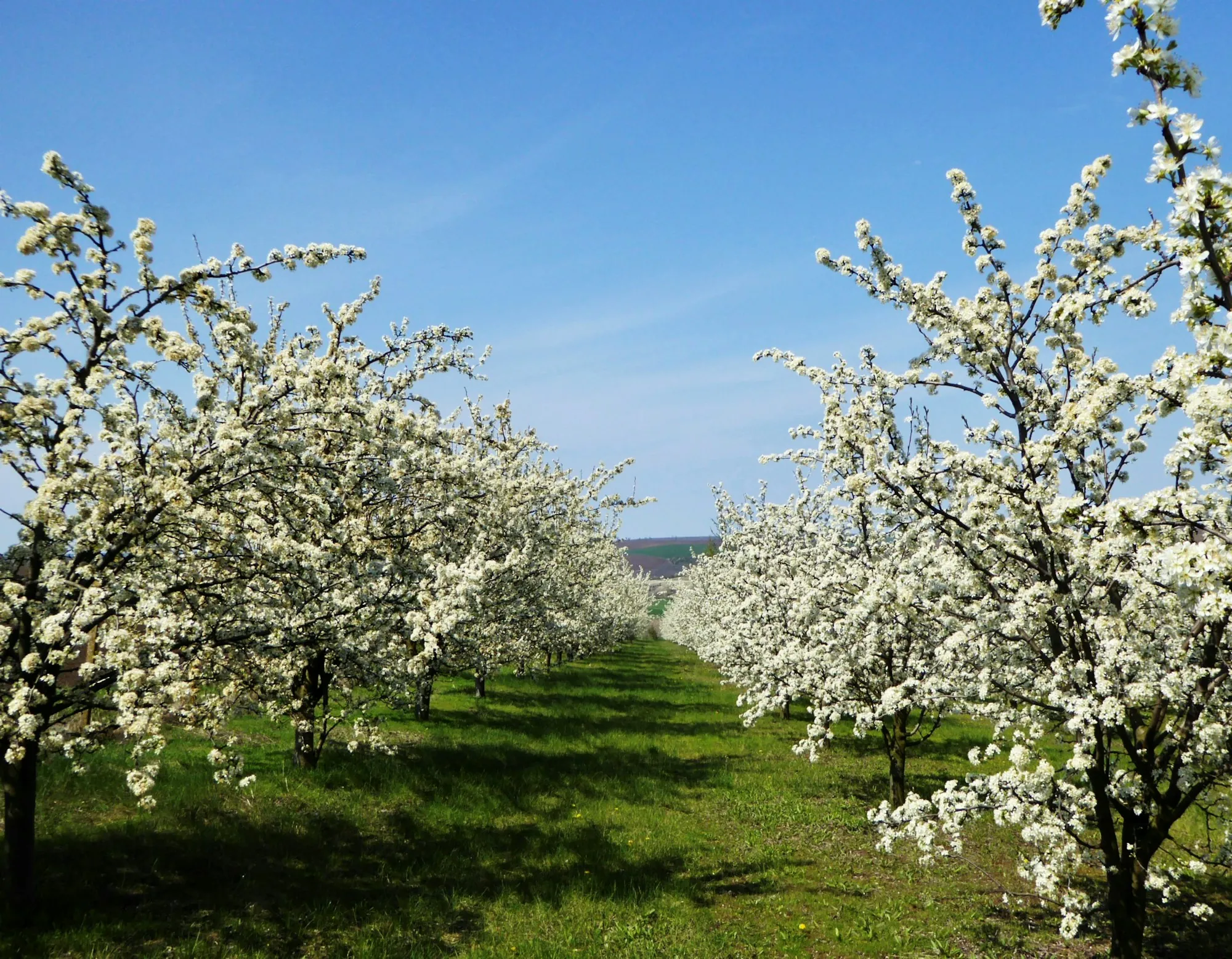 Orchard trees covered in white spring blossoms